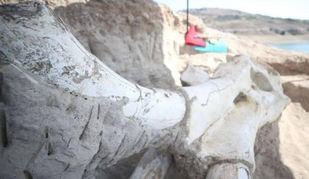 Kayseri'de bulunan mamut fosili basına tanıtıldı