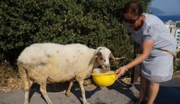Temizlik işçileri çöp toplarken koyun buldu