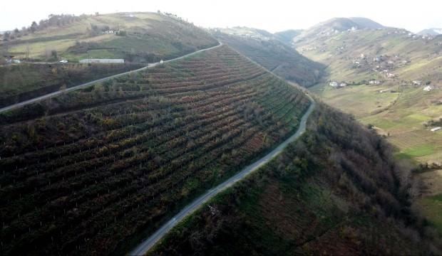 Karadeniz dağları lavanta kokacak