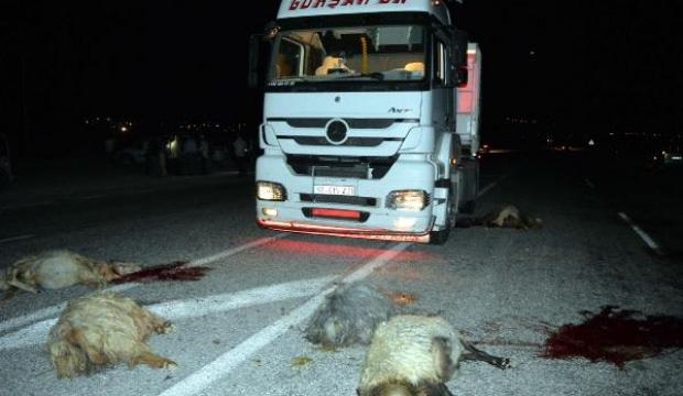 TIR sürüye çarptı; 20 koyun telef oldu