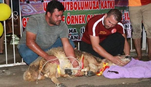 'Falcao gelirse kurban keseceğim' demişti, sözünü tuttu