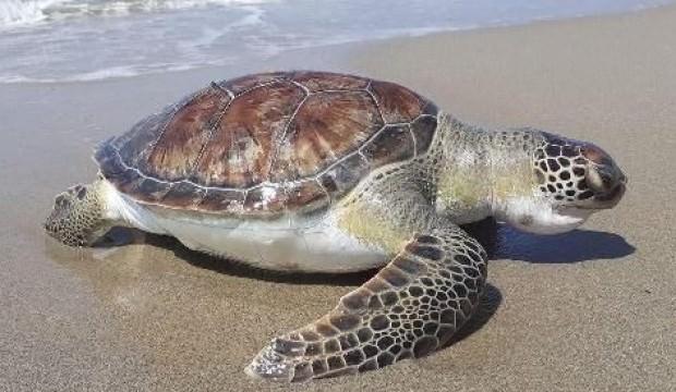 Telef olmuş iki yeşil deniz kaplumbağası sahile vurdu