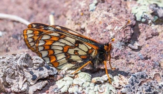 12 bin yaşındaki kelebek Ağrı Dağı'nda görüntülendi