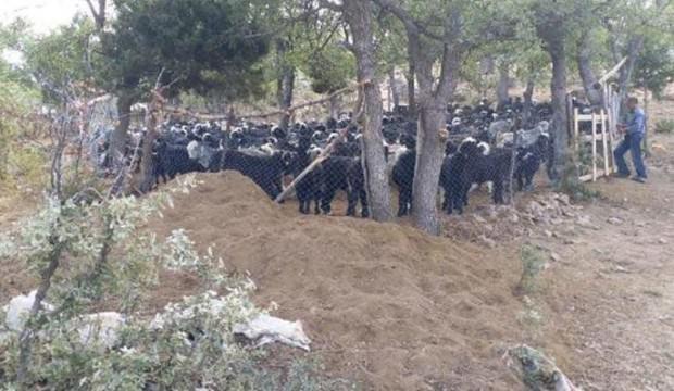 Gerçek günler sonra ortaya çıktı! Afgan çoban...