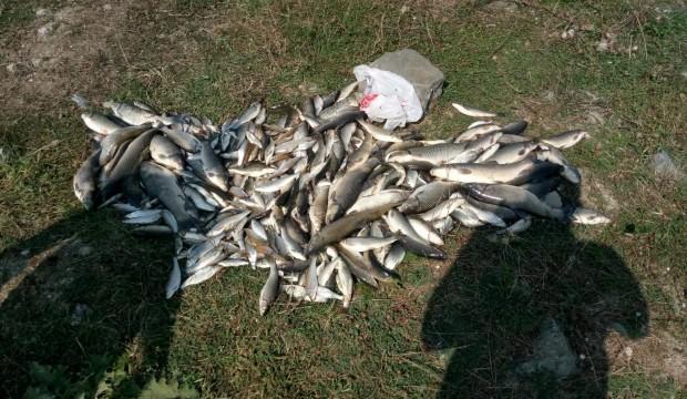 Toplu balık ölümleri korkuttu!