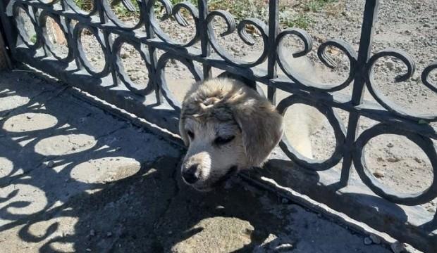 Kafası demir korkuluklara sıkışan yavru köpek kurtarıldı