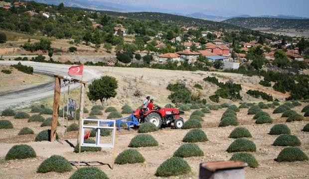 Mor tarlalar 750 bin turist ağırladı