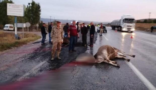Tokat'ta otomobil sürüye çarptı, 3 büyükbaş öldü