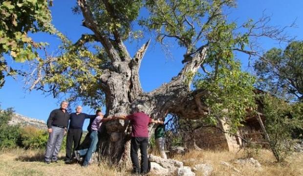 700 yıllık ceviz ağacı koruma altına alınacak 