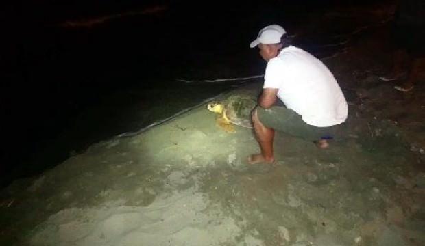 Kanalda mahsur kalan caretta caretta kurtarıldı