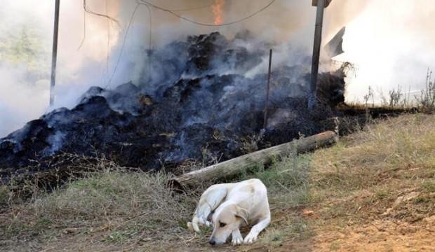 6 yavrusu yangında telef olan köpek, olay yerinden ayrılmadı