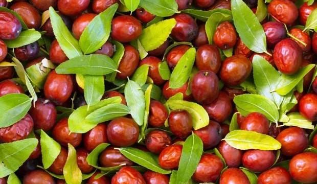 200 tonun üzerinde ürün elde edilecek