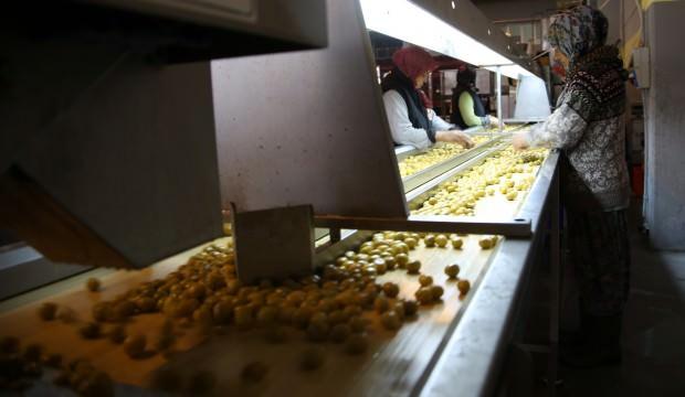 Zeytin ihracatı 142 milyon dolara ulaştı