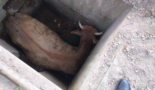 Kuyuya düşen inek itfaiye ekiplerince kurtarıldı