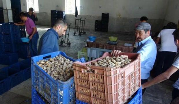 TMO kuru incir alımına başladı