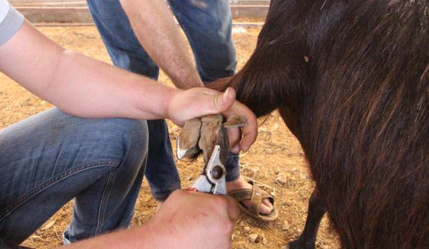 Türkiye'de az görülüyor! Günde 6 kilo süt veriyor
