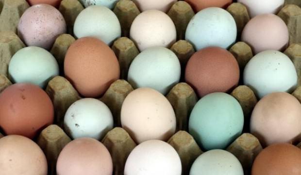 Yeşil renkli yumurta üretimi ile taleplere yetişemiyor