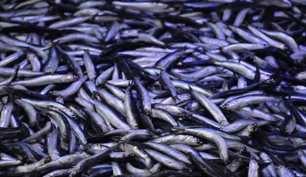 Hamsinin fiyatı 7,5 TL birden düştü