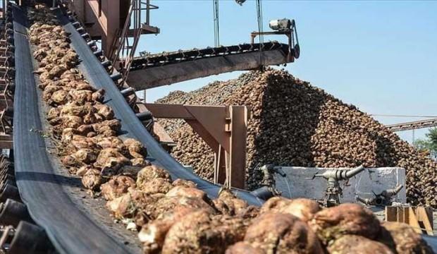 Şeker pancarına özel gübre, verimi artırdı