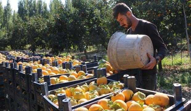 20 dönüme ekilen hurma 14 bin dönüme yayıldı