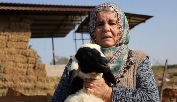 Ayşe teyzenin ekmek kapısıydı: 50 koyunundan 40'ını çaldılar