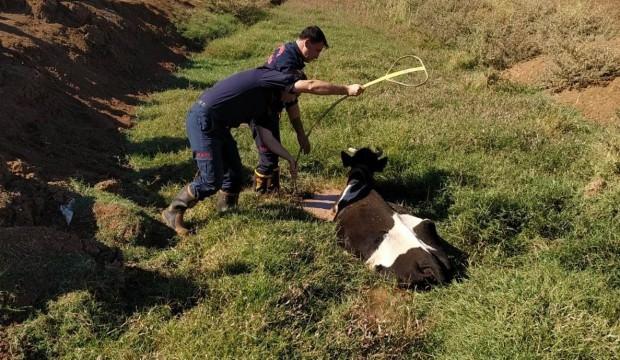 Bataklığa saplanan inek kurtarıldı