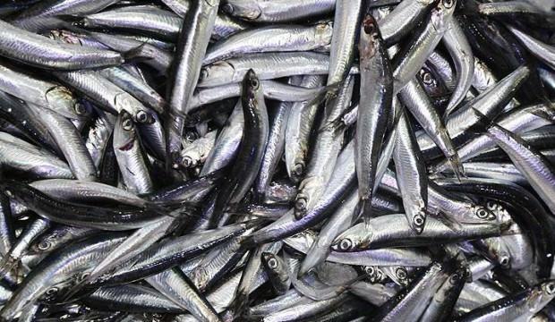 Hamsi fiyatı Karadeniz’de 7 TL’ye düştü