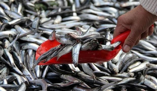 Karadeniz'de hamsi bolluğu yaşanıyor