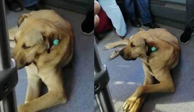 Köpek metrobüse binip seyahat etti!