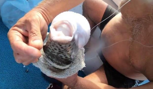 Mersin'de balon balığı tehdidi: Kesinlikle imha edilmeliler