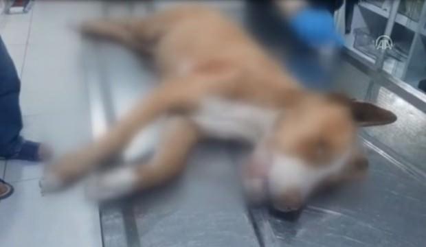 Yavru köpeği bıçakla öldürdü iddiası
