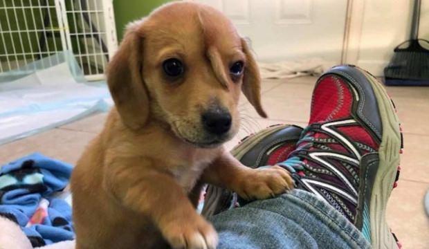 ABD'de sokakta bulunan köpeğin 2 kuyruğu var 1'i kafasında