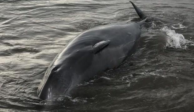 Antalya'da inanılmaz görüntü! Dev balina sahile vurdu
