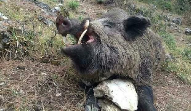 Tam 5 saat sürdü! 200 kiloluk domuz vuruldu