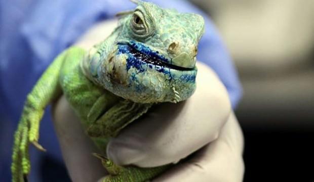 Çenesinde tümör bulunan iguana ölümden döndü
