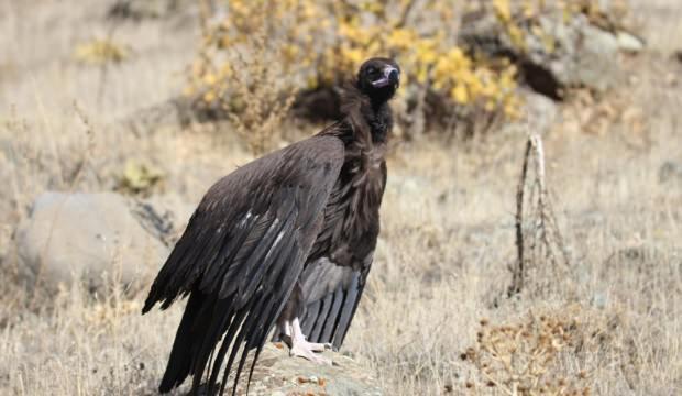 En tehlikeliler arasında: Tunceli'de görüntülendi