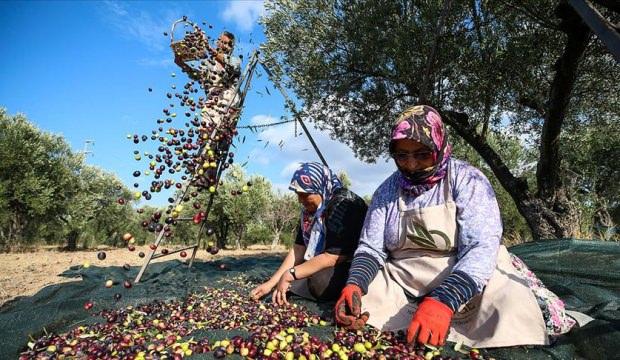 Erken hasat zeytinlerin yağ olma hikayesi başladı