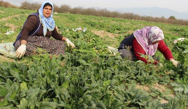Fiyatlar dip yapınca üreticisi perişan oldu