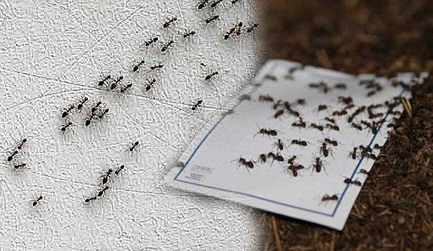 Karınca sürüsünden kurtulmanın yok etmenin yolları: Karıncaya kesin çözüm!