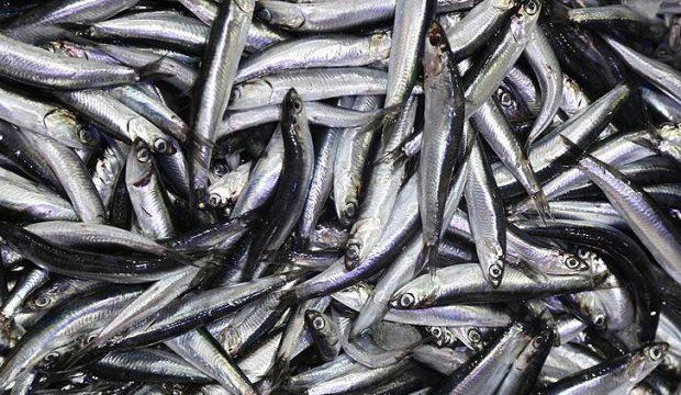 Su Ürünleri Kanunu'nda değişiklik Resmi Gazete'de