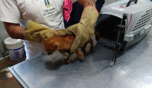 Eve getirdiği 'kedi yavruları' puma çıktı