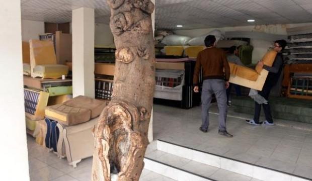 Kore gazisi 60 yıl önce dikmişti: Hala işyerinin ortasında