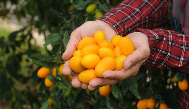 Üretim miktarı 6 bin tona kadar yükseldi: Kilosu 20 lira