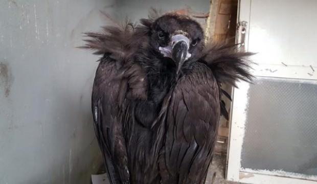 Avrupa'nın en yırtıcı kuşu Tunceli'de bu halde bulundu