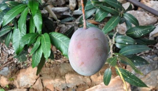 Diktigi 12 Mango Agacindan 45 Bin Lira Kazandi Ekonomi Haberleri