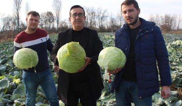 Lahana hasadı başladı