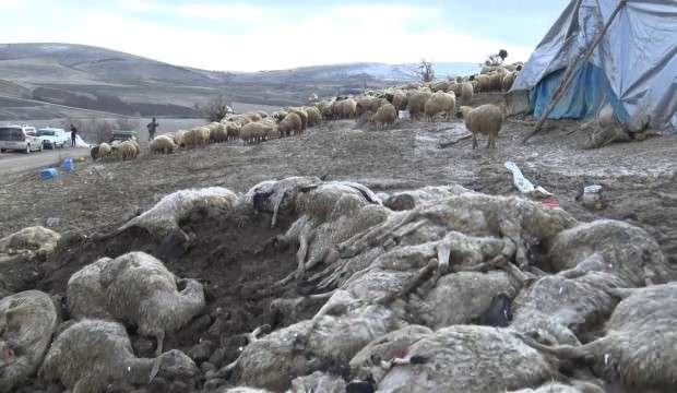 Elazığ'da korkutan olay! 600'den fazla hayvanı telef oldu
