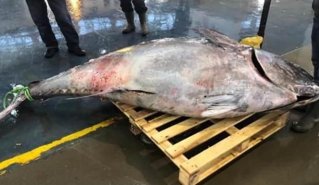 450 kilogramlık dev balık 2 saatte tükendi!