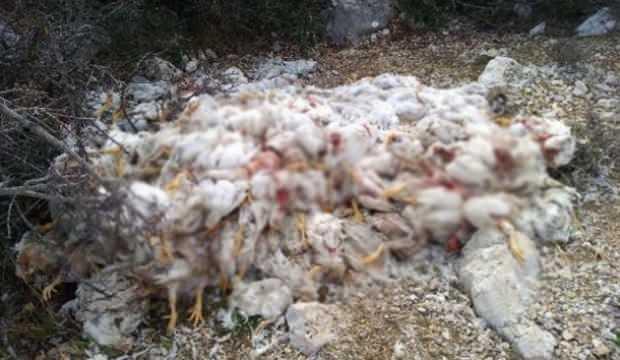 Mersin'de yüzlerce tavuk bu halde bulundu