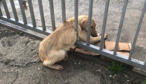 Demir parmaklıklara sıkışan köpeği trafik ekipleri kurtardı